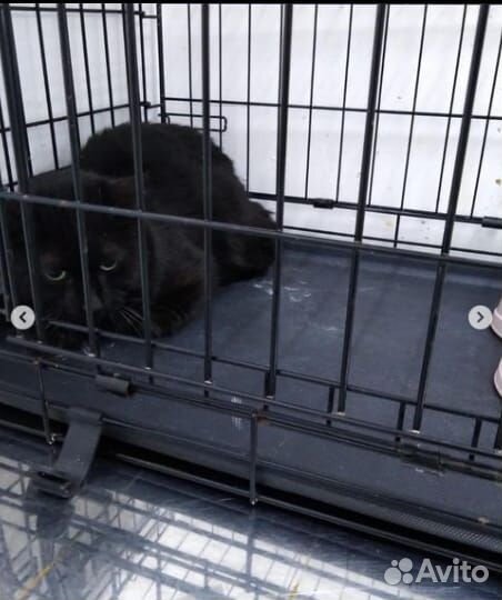 Черная кошка Юна, 7 месяцев, в добрые руки