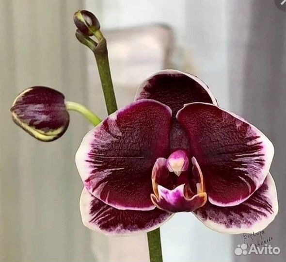 Орхидея Phal. Ever Spring Prince 'Star #6'