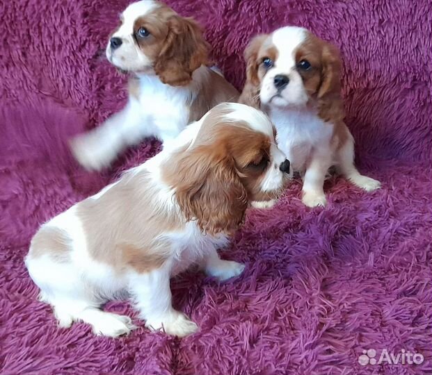 Кинг чарльз спаниель