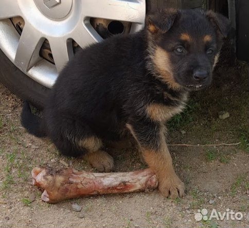 Щенок немецкой овчарки