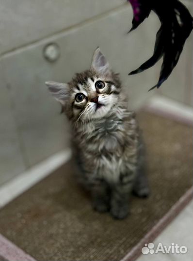 Пушистый котенок