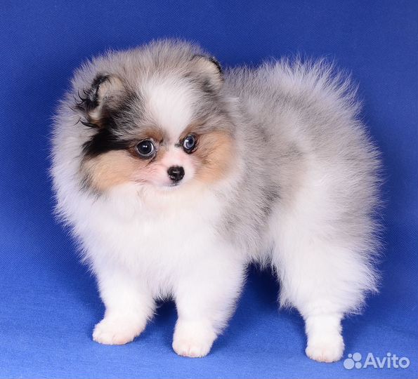 Девочка немецкого шпица