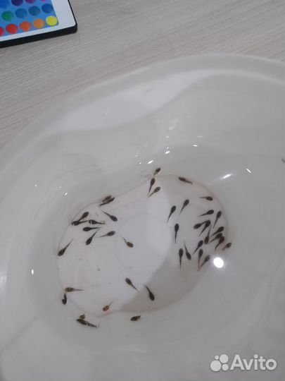 Рыбки сомики