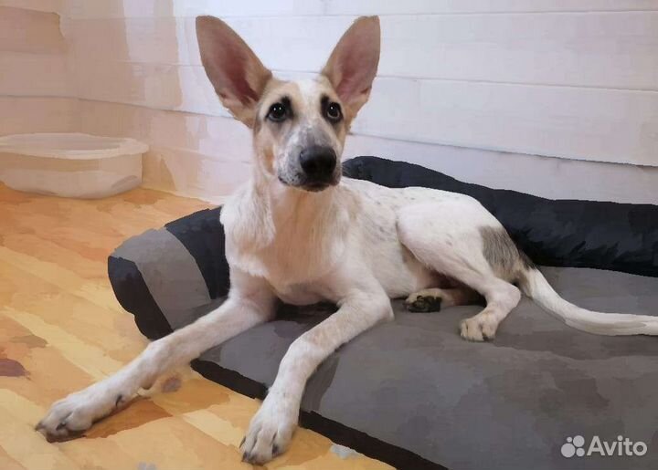 Спасите мальчишку