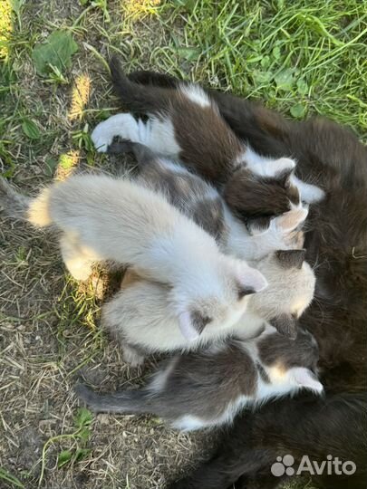 Котодетки