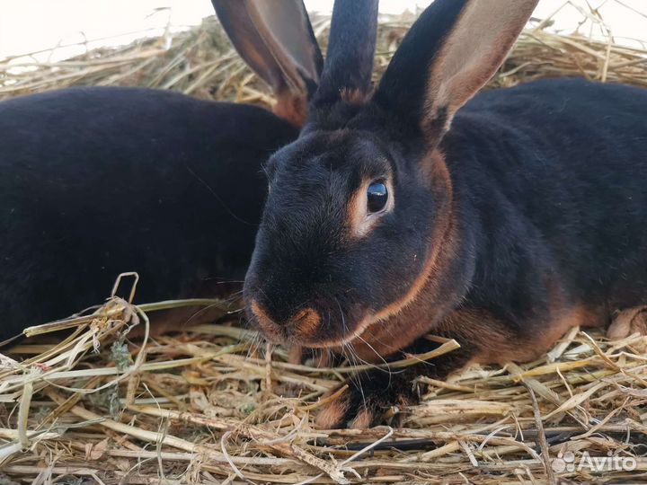 Кролики Рекс