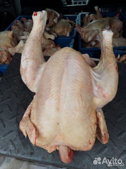 Мясо домашней птицы
