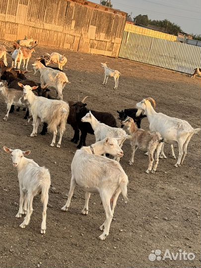 Козы с козлятами