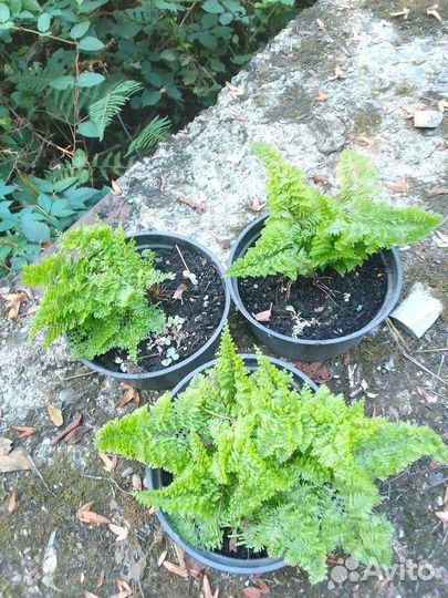 Клематис, мандевилла, хоста