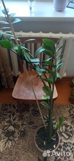 Замиокулькас