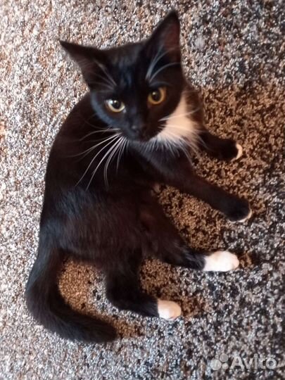 Кошки в добрые руки