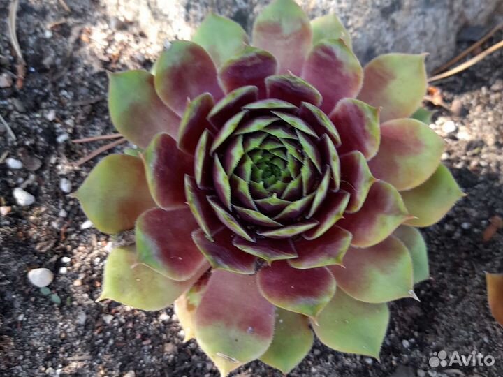 Молодило каменная роза сортовое N 21