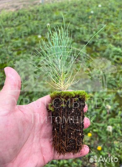 Сеянцы Лиственницы Сибирской с зкс