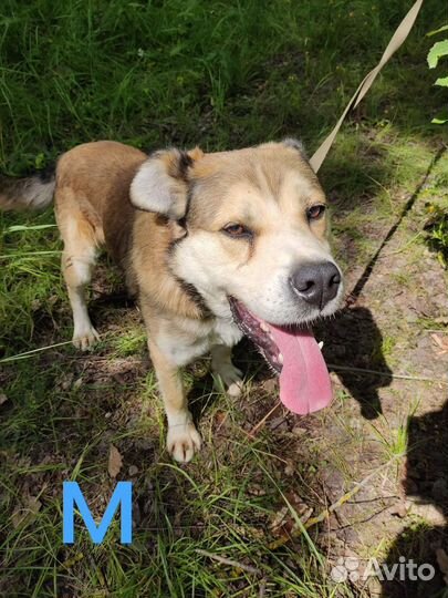 Шутку добряка просто привезли и ушли