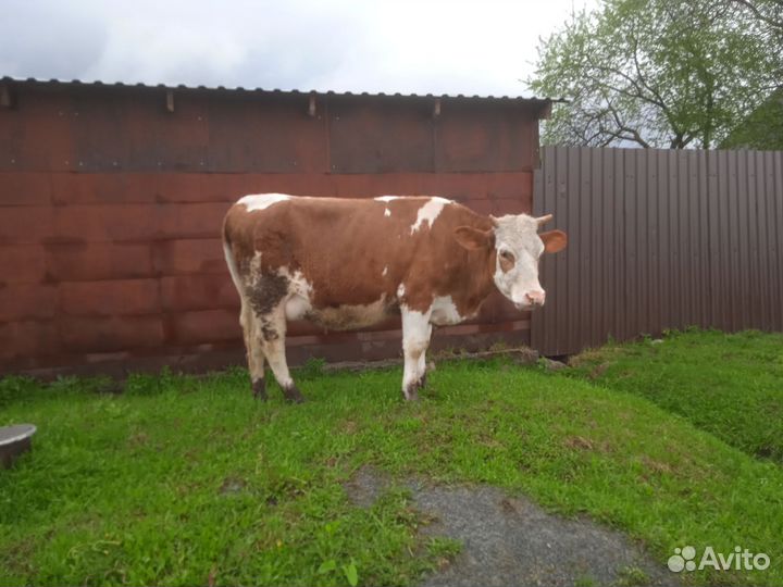 Первотелок молочной породы