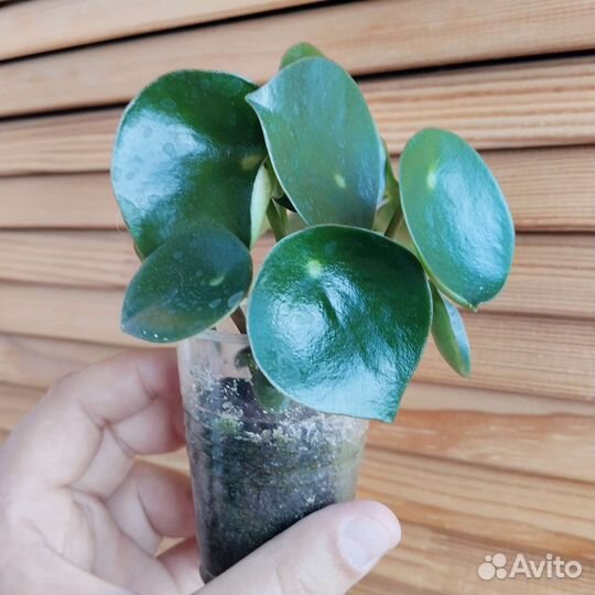 Пеперомия Райндроп