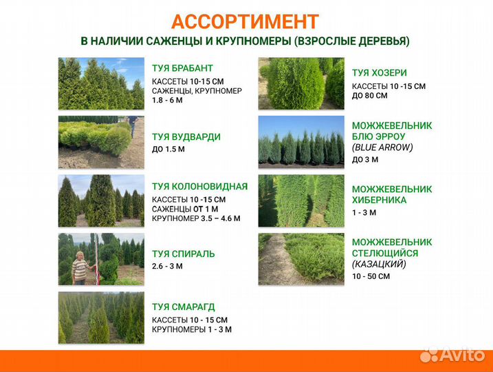 Саженцы хвойных, лиственных, плодовых деревьев