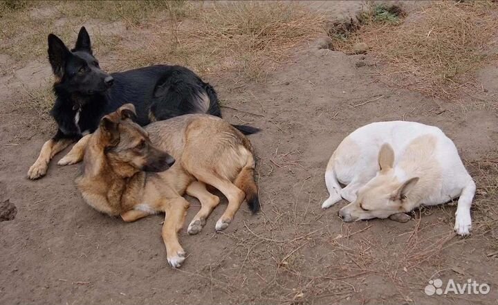 Собака в добрые руки отдам бесплатно