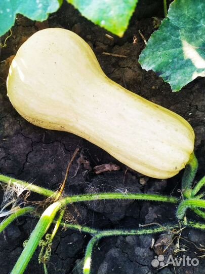 Тыква матильда оптом