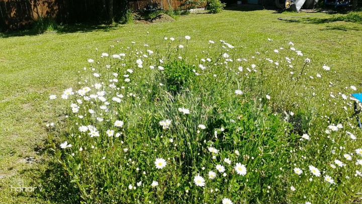 Участок 20,4 сот. (СНТ, ДНП)