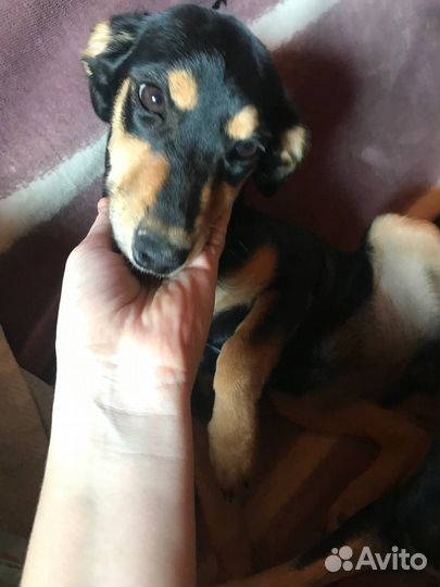 Щенок в добрые руки