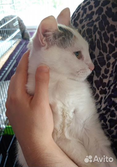 Кошка Алиса-трехцветная