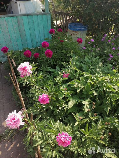 Продам цветы пионы