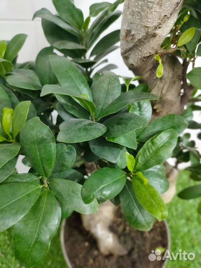 Фикус гинсенг