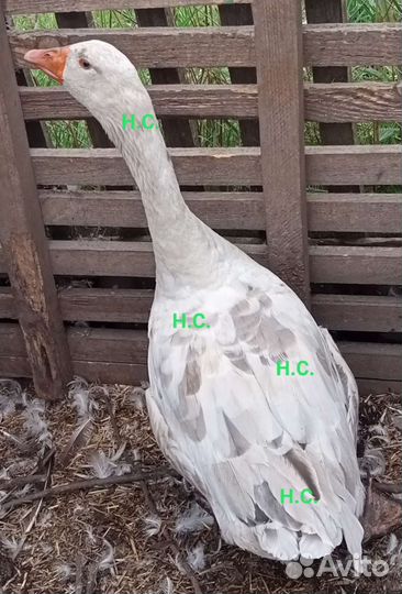 Гусь на племя