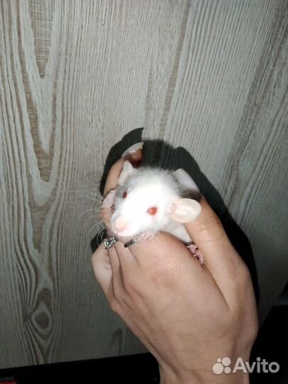 Продам крыс