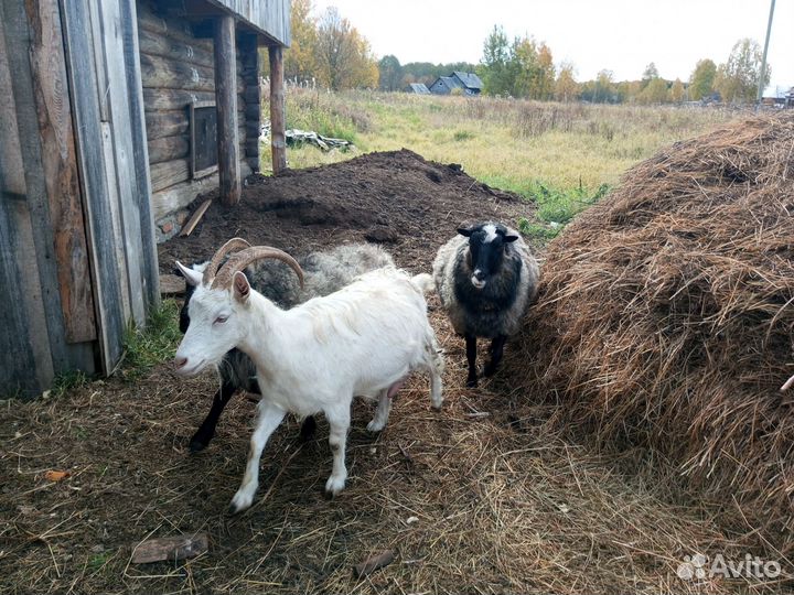 Продам животных