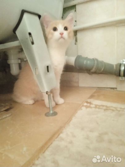 Котенок в добрые руки