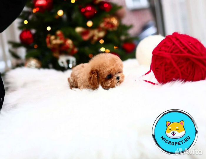 Мальтипу Микро Импорт из Кореи