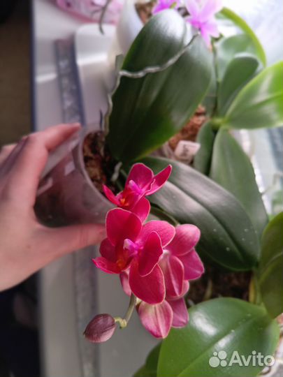 Орхидея фаленопсис мини