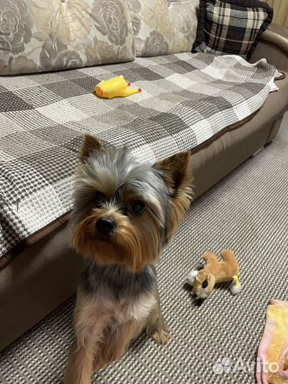 Кобель для вязки Йоркширский терьер