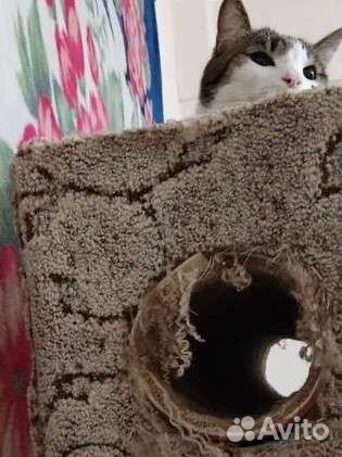 Когтеточка для котов, енотов