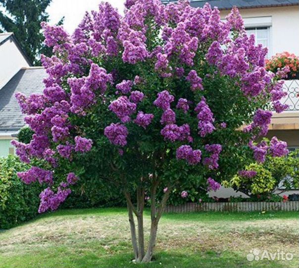 Лагерстремия индийская сирень