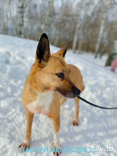 Собака Василиса в добрые руки