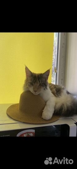 Кошка мейкун бесплатно
