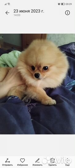 Померанский шпиц вязка