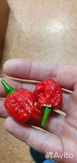 Перец королина рипер
