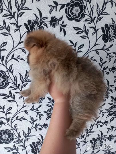 Щенки померанского шпица