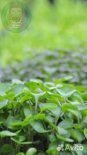 Семена для микрозелени Мангольд Желтый