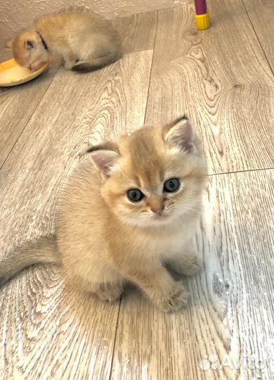 Шотландские котята