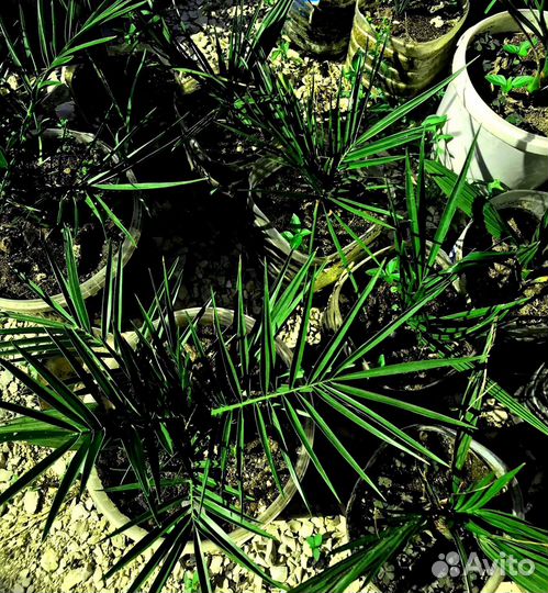 Финиковая пальма