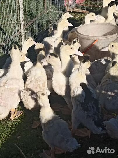 Мулаты, 1 месяц