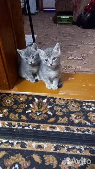 Котенок девочка В Добрые руки