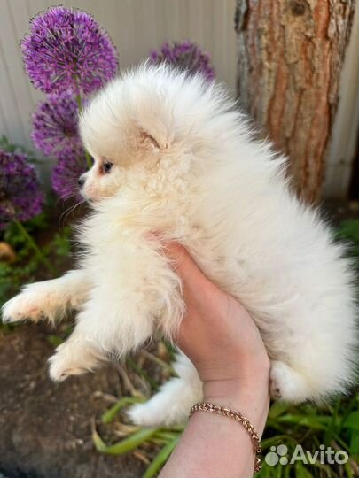 Померанский шпиц мини девочка