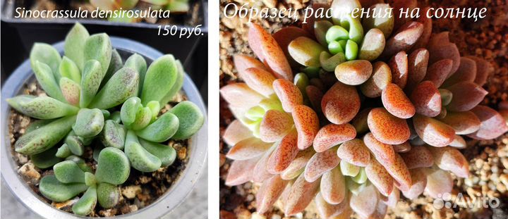 Суккуленты (синокрассулы, седум и пр.)