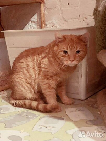 Рыжий молодой кот